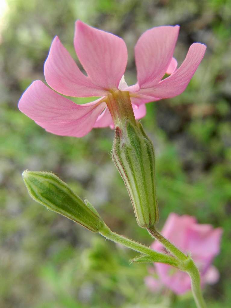 Silene gr. colorata